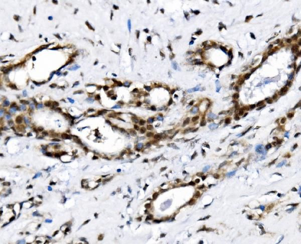 NOLA1 Antibody in Immunohistochemistry (Paraffin) (IHC (P))