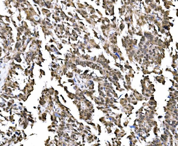 NOLA1 Antibody in Immunohistochemistry (Paraffin) (IHC (P))