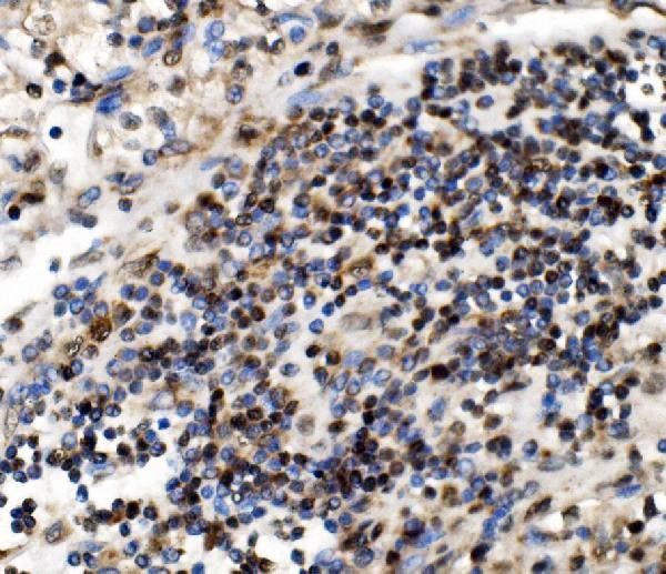 NOLA1 Antibody in Immunohistochemistry (Paraffin) (IHC (P))