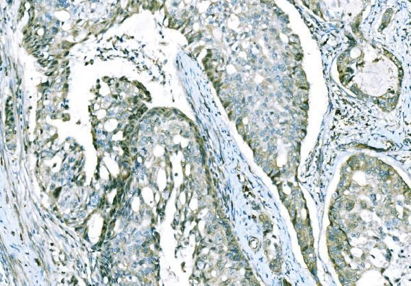 CD101 Antibody in Immunohistochemistry (Paraffin) (IHC (P))