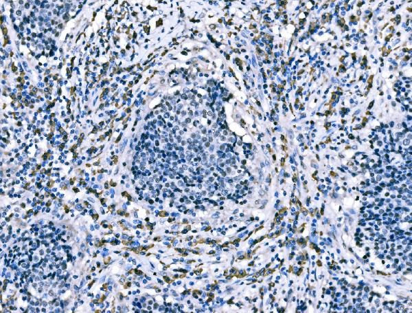 CD101 Antibody in Immunohistochemistry (Paraffin) (IHC (P))