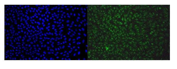 EAPP Antibody in Immunocytochemistry (ICC/IF)