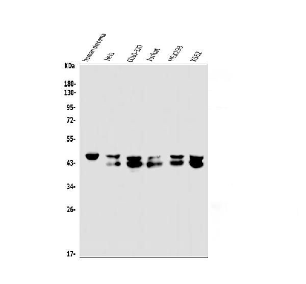 EAPP Antibody in Western Blot (WB)