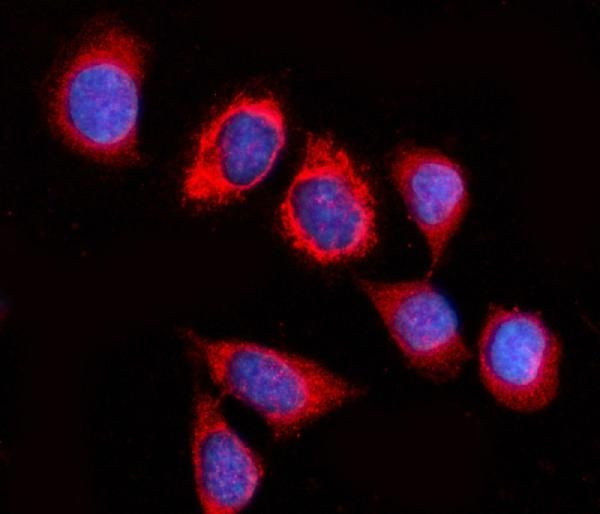 GSPT1/2 Antibody in Immunocytochemistry (ICC/IF)