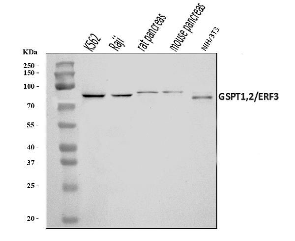 GSPT1/2 Antibody in Western Blot (WB)