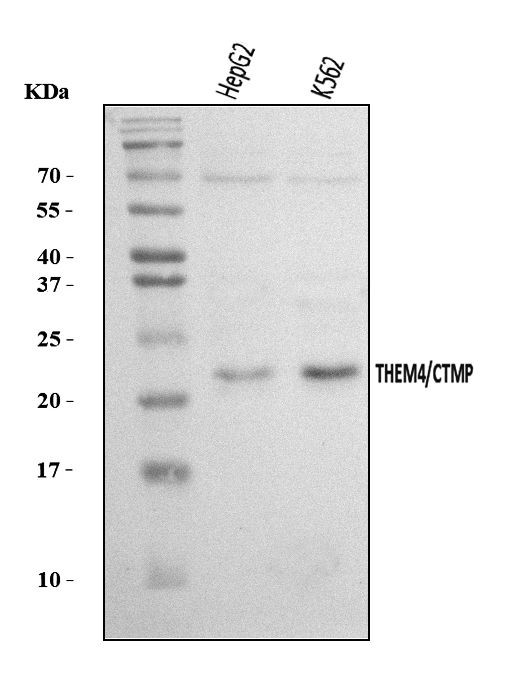 THEM4 Antibody in Western Blot (WB)