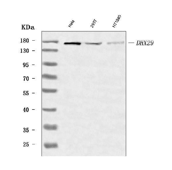 DHX29 Antibody in Western Blot (WB)