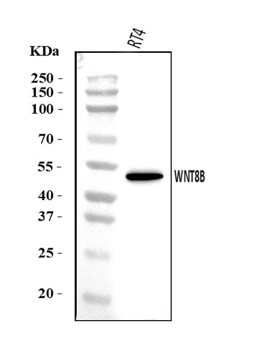 WNT8B Antibody in Western Blot (WB)