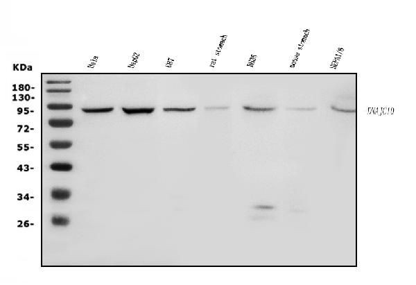 DNAJC10 Antibody in Western Blot (WB)