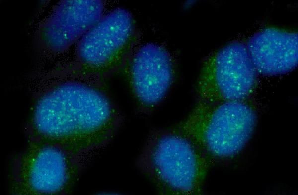 Nectin 2 Antibody in Immunocytochemistry (ICC/IF)