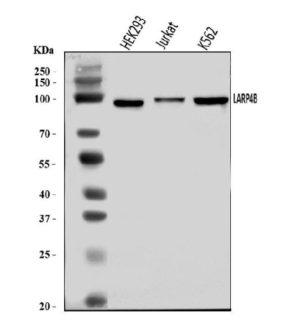 LAR4B Antibody in Western Blot (WB)