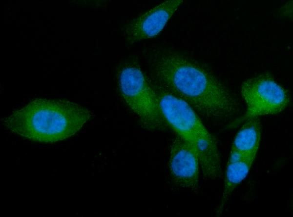 AP2A2 Antibody in Immunocytochemistry (ICC/IF)