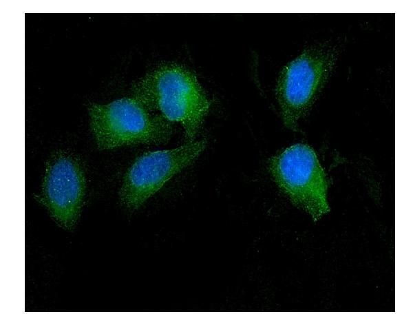 SEZ6L Antibody in Immunocytochemistry (ICC/IF)