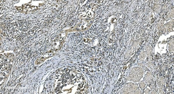 LSM7 Antibody in Immunohistochemistry (Paraffin) (IHC (P))