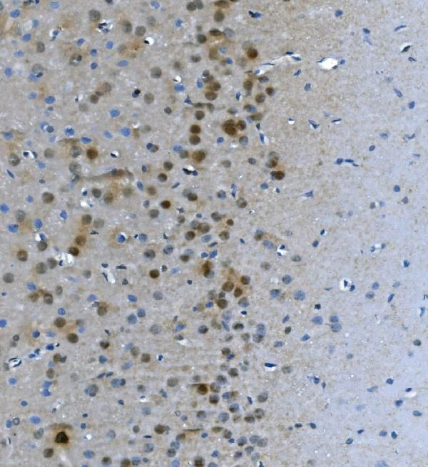 LSM7 Antibody in Immunohistochemistry (Paraffin) (IHC (P))