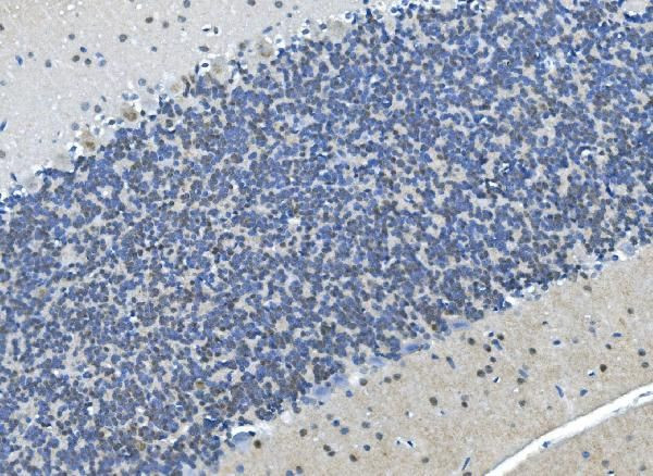 LSM7 Antibody in Immunohistochemistry (Paraffin) (IHC (P))