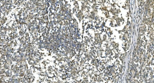 LSM7 Antibody in Immunohistochemistry (Paraffin) (IHC (P))