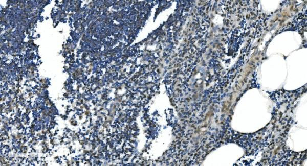 LSM7 Antibody in Immunohistochemistry (Paraffin) (IHC (P))