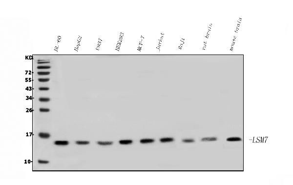 LSM7 Antibody in Western Blot (WB)