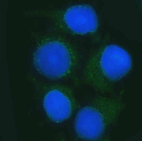 B3GNT2 Antibody in Immunocytochemistry (ICC/IF)