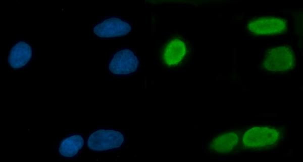 RG9MTD1 Antibody in Immunocytochemistry (ICC/IF)