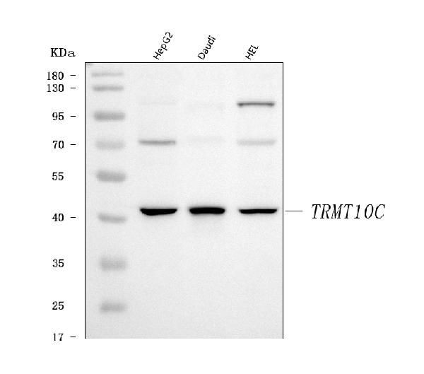 RG9MTD1 Antibody in Western Blot (WB)