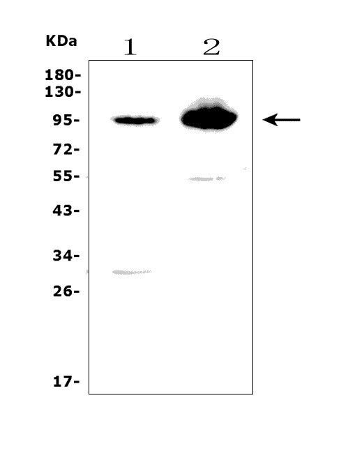 EPB41L5 Antibody in Western Blot (WB)