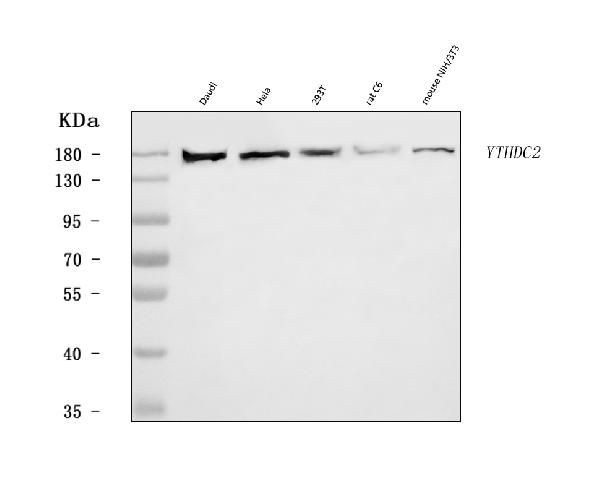 YTHDC2 Antibody in Western Blot (WB)