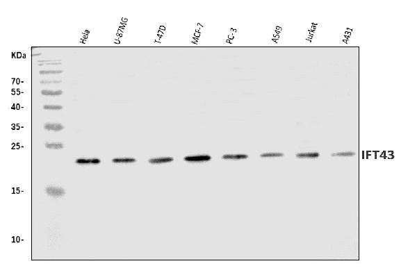 C14orf179 Antibody in Western Blot (WB)