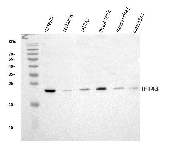C14orf179 Antibody in Western Blot (WB)