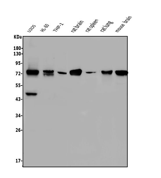 Nova-2 Antibody in Western Blot (WB)