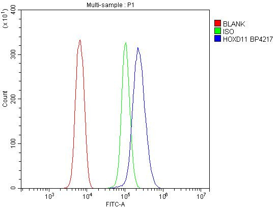 HOXD11 Antibody in Flow Cytometry (Flow)