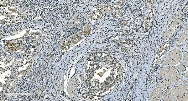 LSM8 Antibody in Immunohistochemistry (Paraffin) (IHC (P))