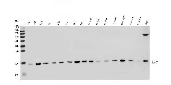 LSM8 Antibody in Western Blot (WB)