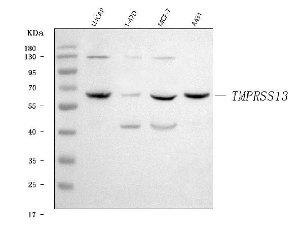 TMPRSS13 Antibody in Western Blot (WB)