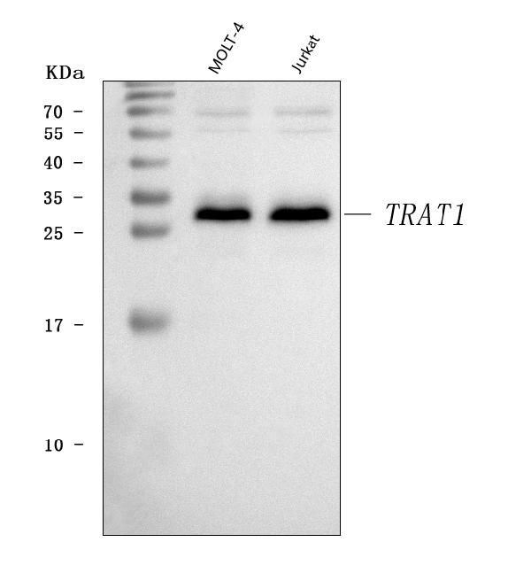 TRIM Antibody in Western Blot (WB)