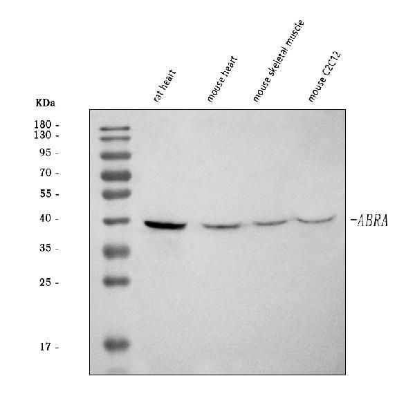 ABRA Antibody in Western Blot (WB)