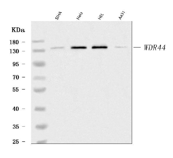 WDR44 Antibody in Western Blot (WB)