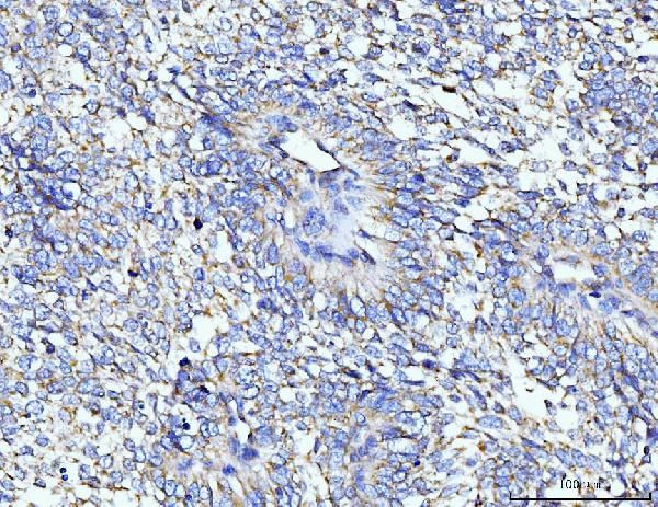 TARS2 Antibody in Immunohistochemistry (Paraffin) (IHC (P))