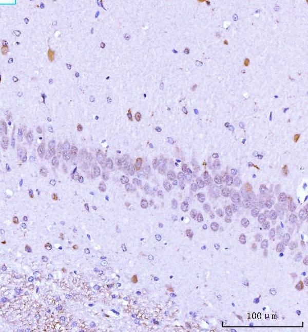 TARS2 Antibody in Immunohistochemistry (Paraffin) (IHC (P))