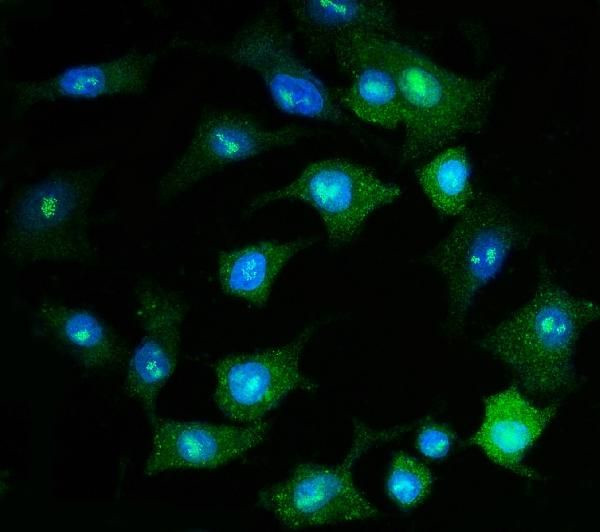 PSMD8 Antibody in Immunocytochemistry (ICC/IF)