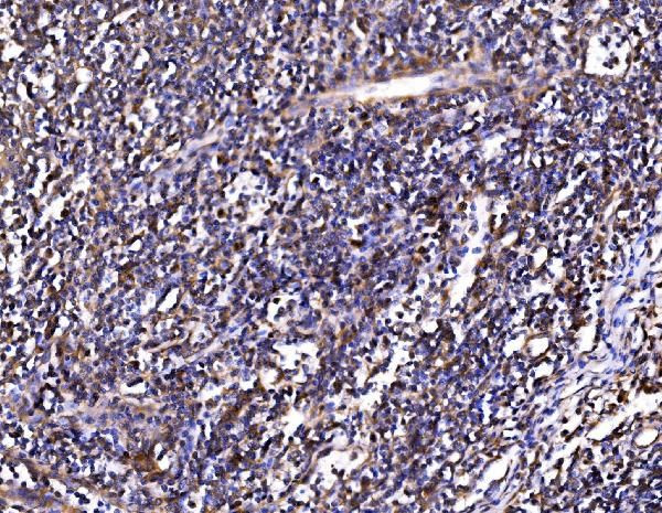 PSMD8 Antibody in Immunohistochemistry (Paraffin) (IHC (P))