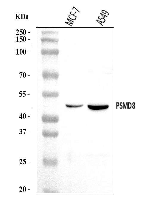 PSMD8 Antibody in Western Blot (WB)