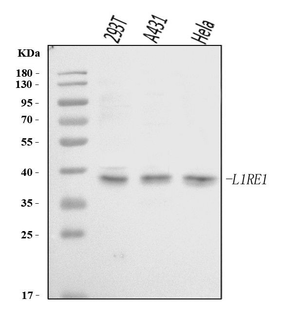 L1RE1 Antibody in Western Blot (WB)