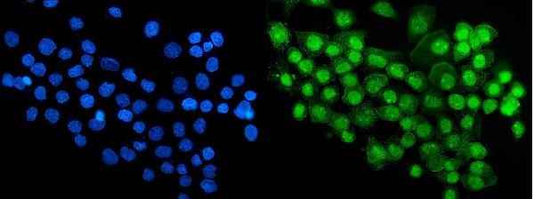 RBM47 Antibody in Immunocytochemistry (ICC/IF)