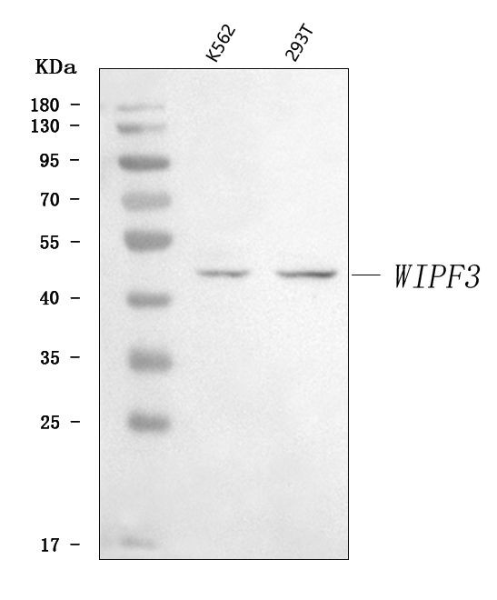 CR16 Antibody in Western Blot (WB)