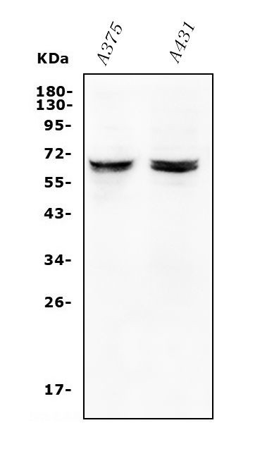 JRK Antibody in Western Blot (WB)