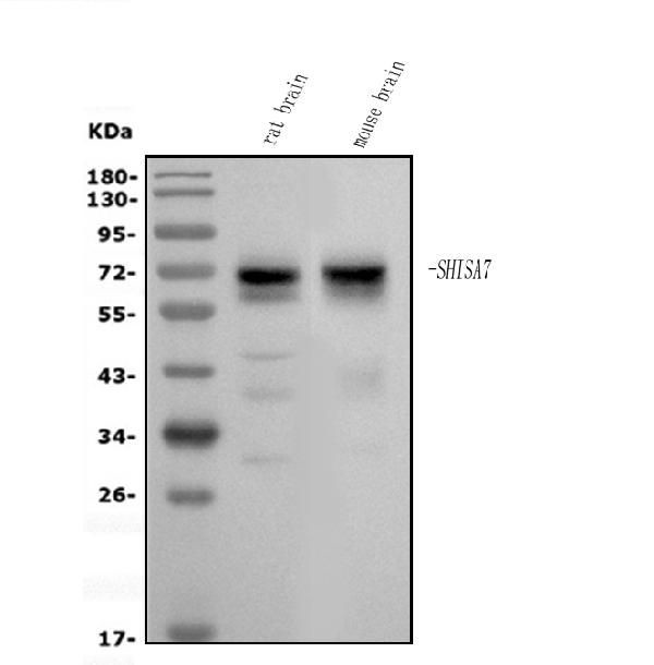 SHISA7 Antibody in Western Blot (WB)