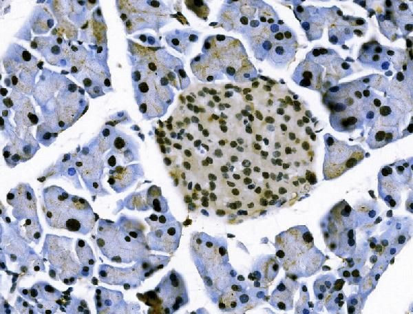 TCEB2 Antibody in Immunohistochemistry (Paraffin) (IHC (P))