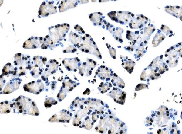 TCEB2 Antibody in Immunohistochemistry (Paraffin) (IHC (P))